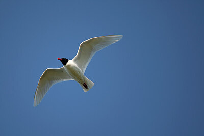 BUITEN BEELD Foto: 449902