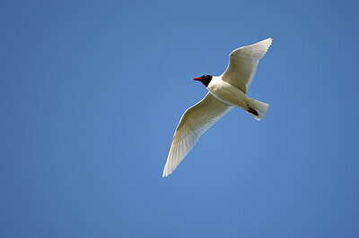 BUITEN BEELD Foto: 449903