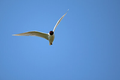 BUITEN BEELD Foto: 449905