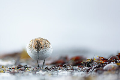 BUITEN BEELD Foto: 449914