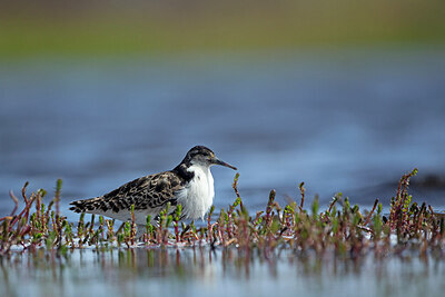BUITEN BEELD Foto: 449919