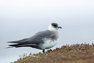 BUITEN BEELD Foto: 449922