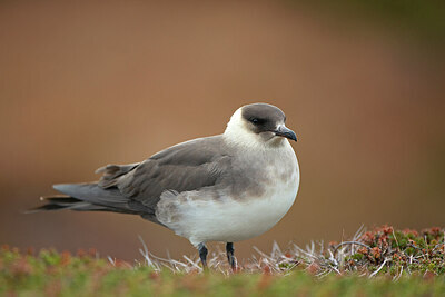 BUITEN BEELD Foto: 449925