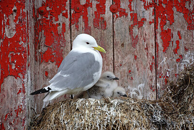 BUITEN BEELD Foto: 449927