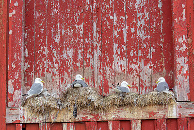 BUITEN BEELD Foto: 449928
