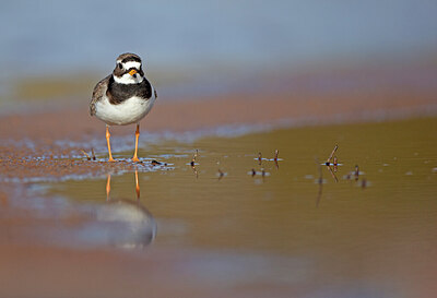 BUITEN BEELD Foto: 449941