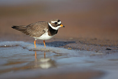 BUITEN BEELD Foto: 449946