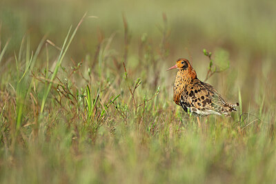 BUITEN BEELD Foto: 449950