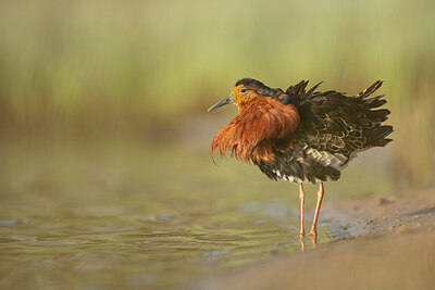 BUITEN BEELD Foto: 449951