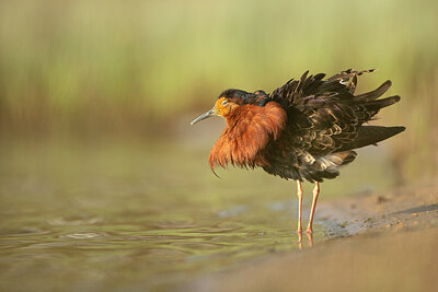 BUITEN BEELD Foto: 449952