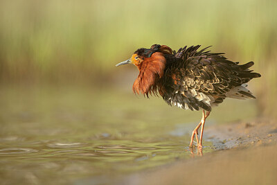 BUITEN BEELD Foto: 449953