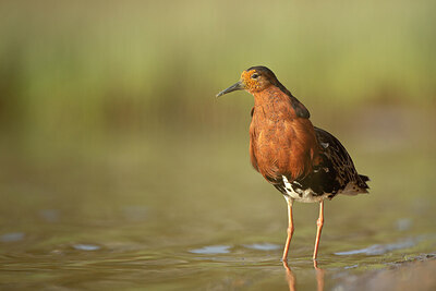 BUITEN BEELD Foto: 449954