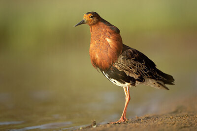 BUITEN BEELD Foto: 449955