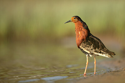 BUITEN BEELD Foto: 449956