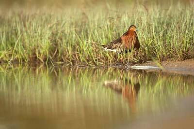 BUITEN BEELD Foto: 449958