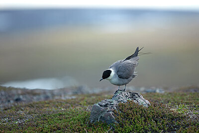 BUITEN BEELD Foto: 449966