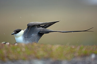 BUITEN BEELD Foto: 449969