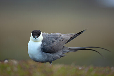 BUITEN BEELD Foto: 449972