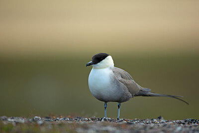 BUITEN BEELD Foto: 449974