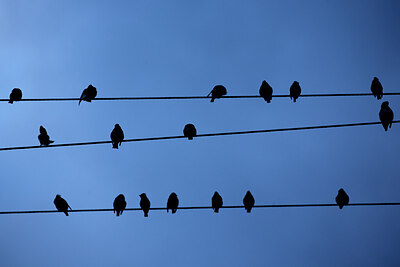 BUITEN BEELD Foto: 449975