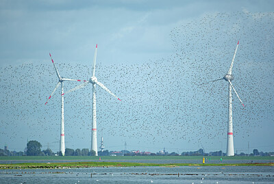 BUITEN BEELD Foto: 449979