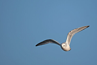 BUITEN BEELD Foto: 449989