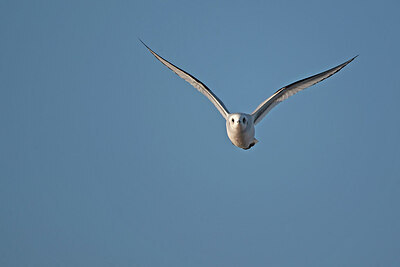 BUITEN BEELD Foto: 449990