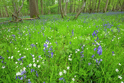 BUITEN BEELD Foto: 449996