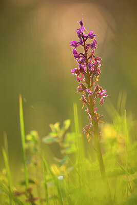 BUITEN BEELD Foto: 450001