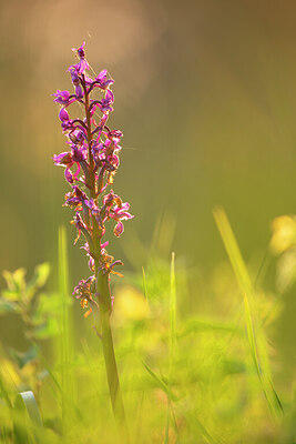 BUITEN BEELD Foto: 450002