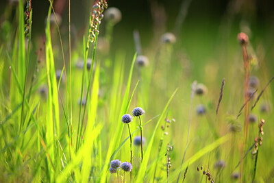 BUITEN BEELD Foto: 450004