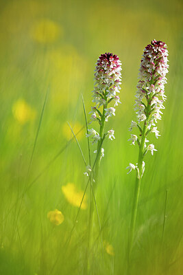 BUITEN BEELD Foto: 450010