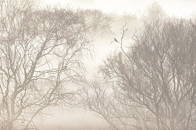 BUITEN BEELD Foto: 450052