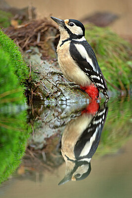 BUITEN BEELD Foto: 450056