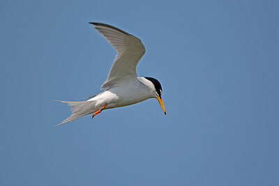 BUITEN BEELD Foto: 450057