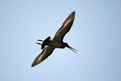 BUITEN BEELD Foto: 450058