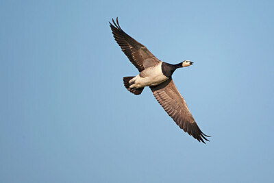 BUITEN BEELD Foto: 450059