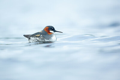 BUITEN BEELD Foto: 450063