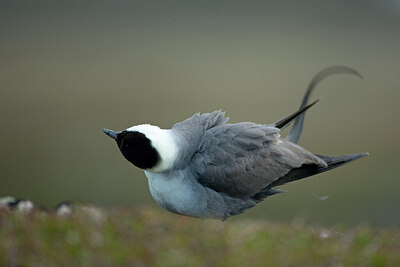 BUITEN BEELD Foto: 450066