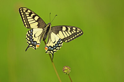 BUITEN BEELD Foto: 450069