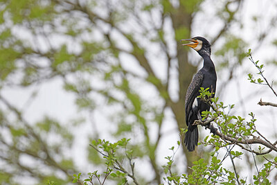 BUITEN BEELD Foto: 450076