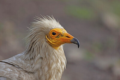 BUITEN BEELD Foto: 450077