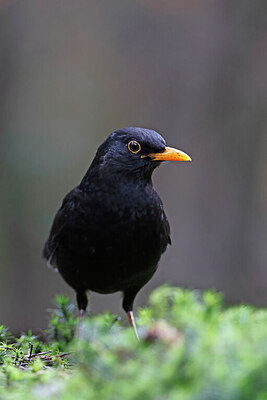 BUITEN BEELD Foto: 450078