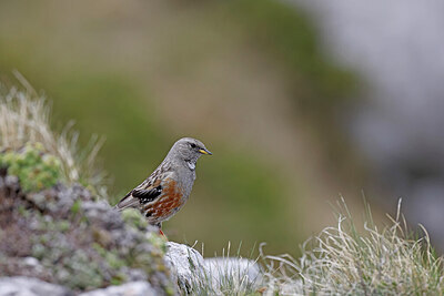 BUITEN BEELD Foto: 450080