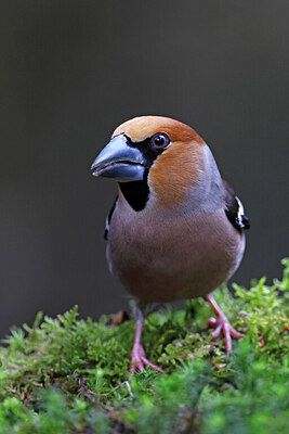 BUITEN BEELD Foto: 450081