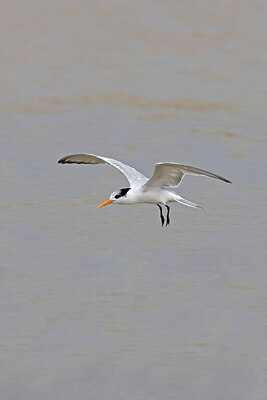 BUITEN BEELD Foto: 450082