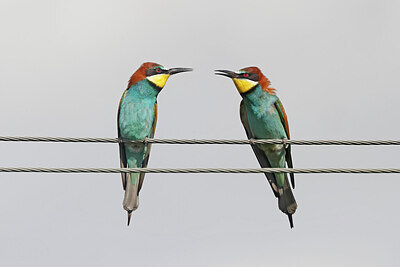 BUITEN BEELD Foto: 450083