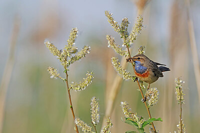 BUITEN BEELD Foto: 450084