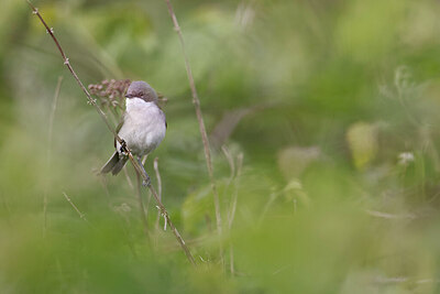 BUITEN BEELD Foto: 450091