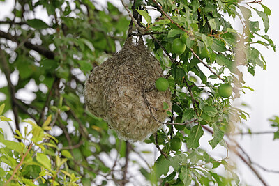 BUITEN BEELD Foto: 450093